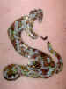 All Face Painting, Body Painting, and Special Effects Images on this site are Copyright@Cool Faces.